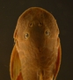Pseudancistrus pediculatus 38 mmSL FMNH 58565 dorsal head